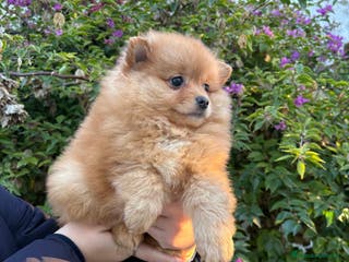 Pomerania perros Hembritas de Pomerania - Anuncio 6
