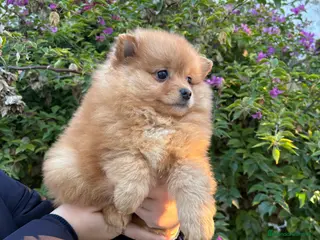 Pomerania perros Hembritas de Pomerania - Anuncio 25