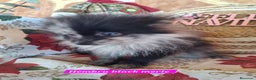 Pomerania perros en venta: Pomeranias merle,black merle¡¡Toy!! - Anuncio 5