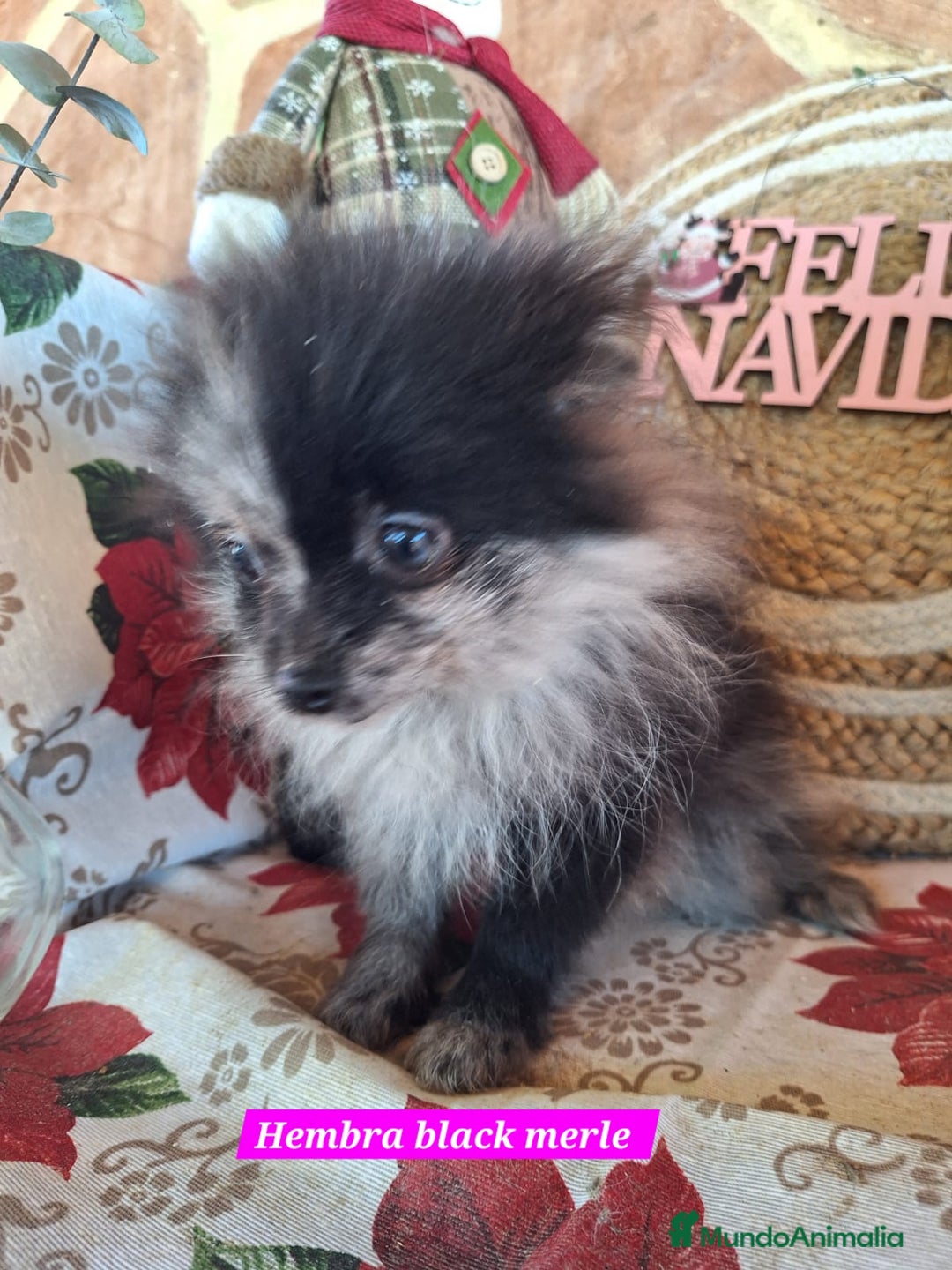 Pomerania perros en venta: Pomeranias merle,black merle¡¡Toy!! - Anuncio 5