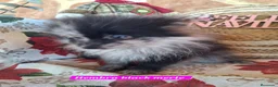 Pomerania perros en venta: Pomeranias merle,black merle¡¡Toy!! - Anuncio 5