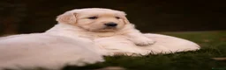 Golden Retriever perros en venta: Camada Golden Retriever  - Anuncio 6