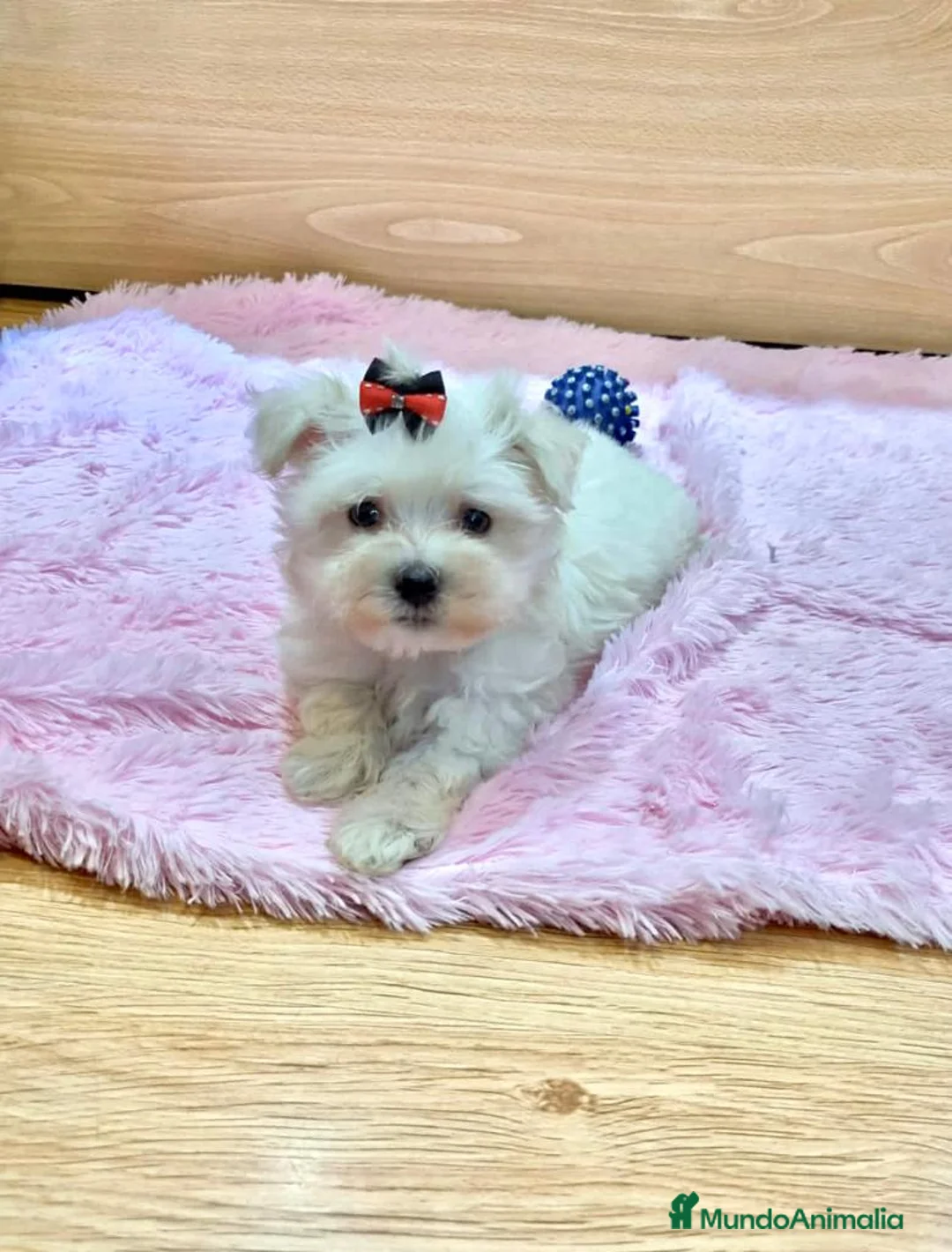 Bichón Maltés perros en venta: Bichón Maltés  en Barcelona - Anuncio 4