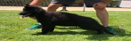 Pastor Alemán perros en venta: CACHORITAS DE PASTOR ALEMAN NEGRO SOLID PELO LARGO - Anuncio 3
