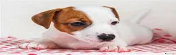 Jack Russell Terrier perros en venta: CACHORRO JACK RUSSEL - IDEAL PARA FAMILIAS ACTIVAS en Cáceres - Anuncio 1
