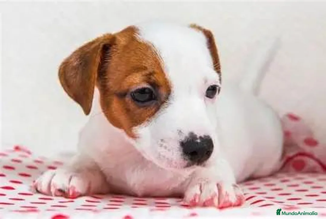 Jack Russell Terrier perros en venta: CACHORRO JACK RUSSEL - IDEAL PARA FAMILIAS ACTIVAS en Cáceres - Anuncio 1
