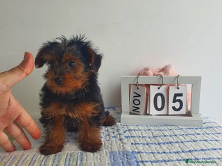 Yorkshire Terrier perros - Anuncio 3
