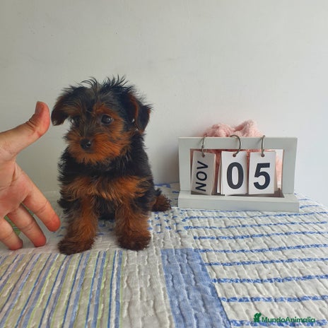 Yorkshire Terrier perros - Anuncio 1