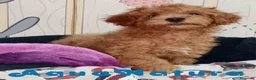 Caniche Enano perros en venta: Caniche Macho de Camila y Can 6158 - AQUANATURA en Barcelona - Anuncio 3
