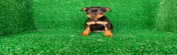 Pinscher Miniatura perros en venta: Pincher miniatura  - Anuncio 5