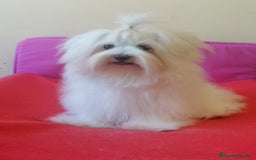 Bichón Maltés perros en venta: Bichón Maltés  - Anuncio 3