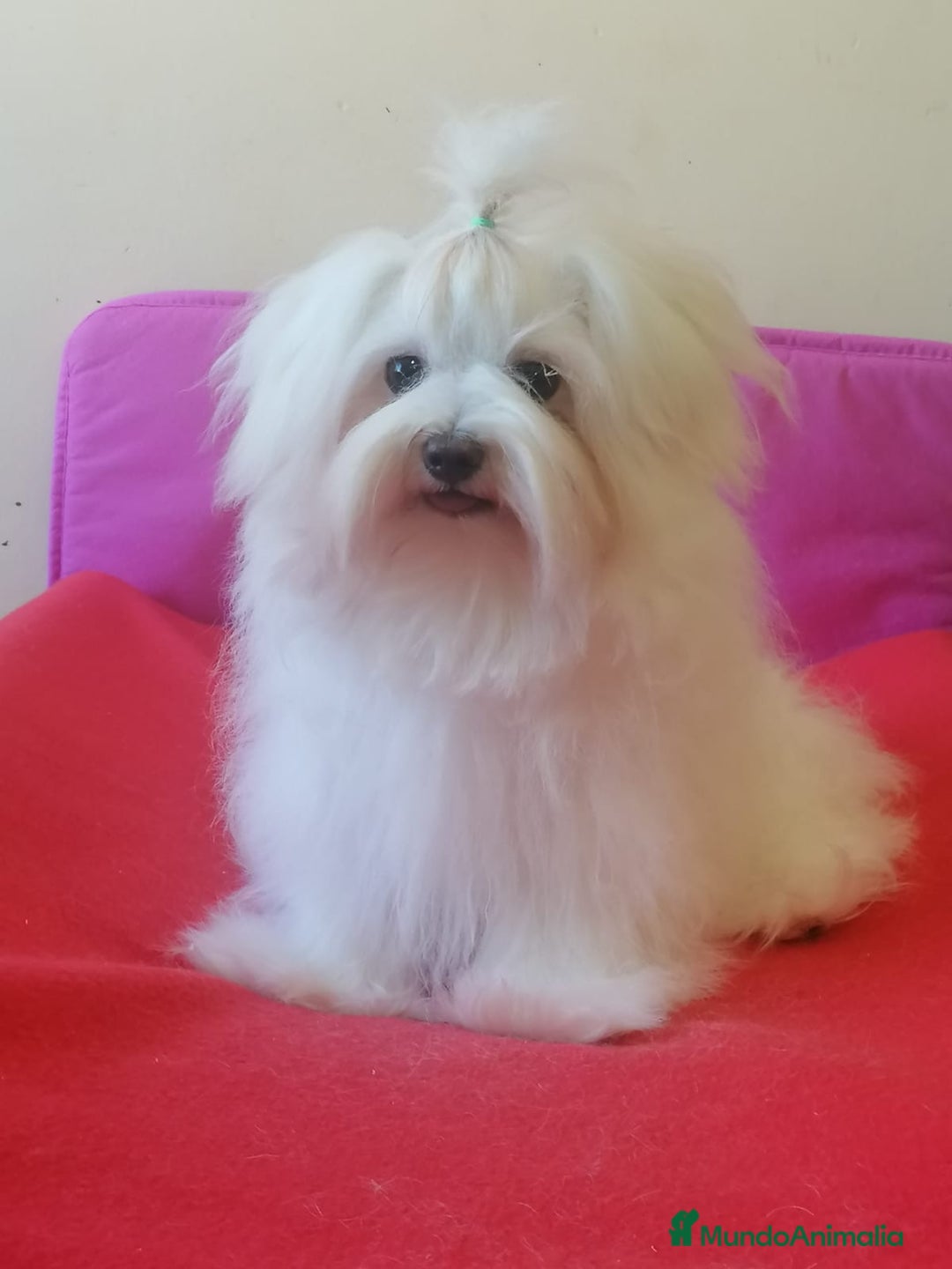 Bichón Maltés perros en venta: Bichón Maltés  - Anuncio 3