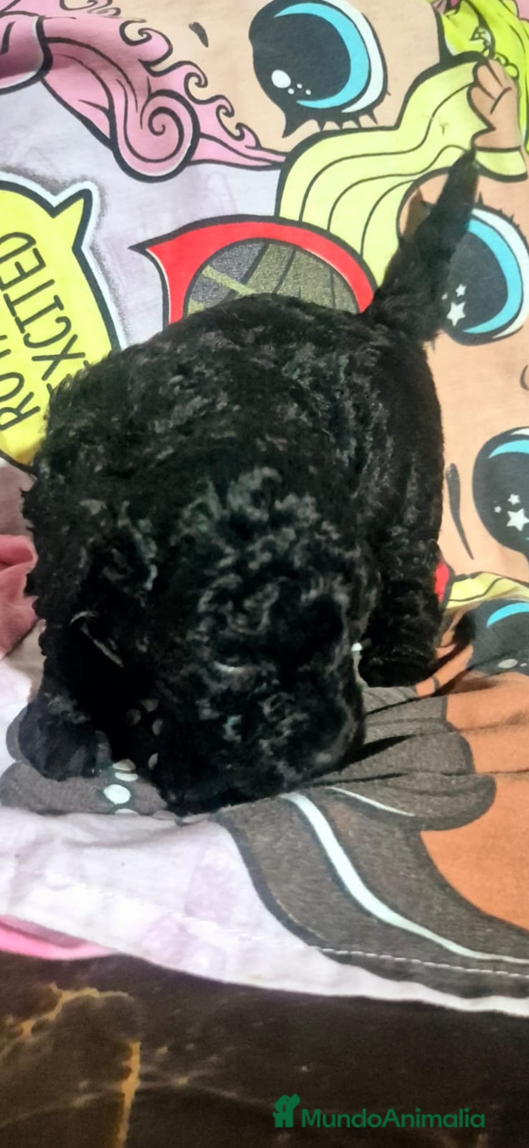 Caniche Toy perros en venta: Espectacular caniche  - Anuncio 6