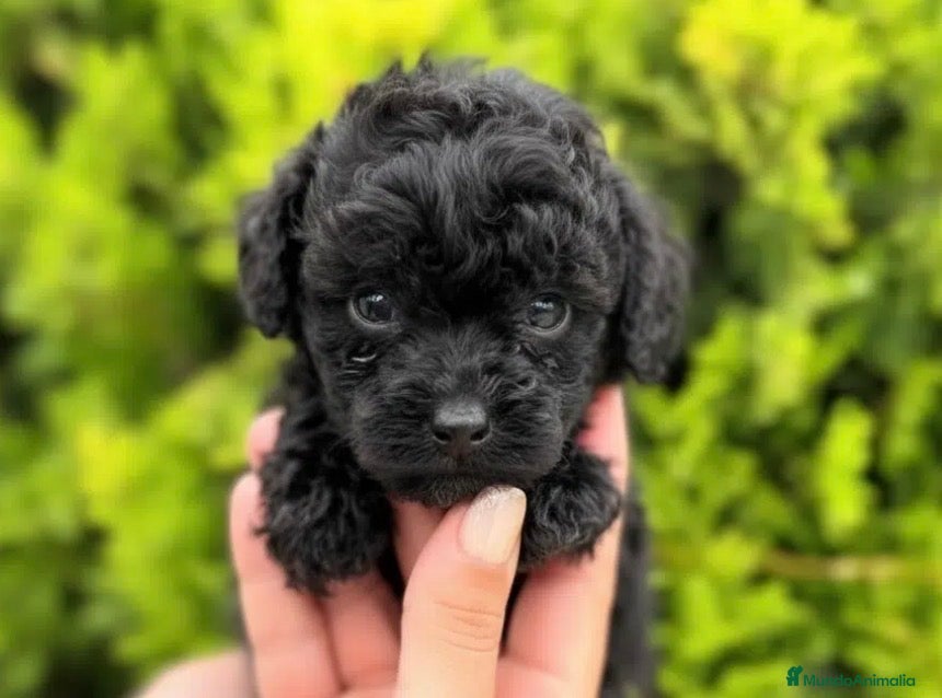 Caniche Toy perros Preciosos caniches toy - Anuncio 1