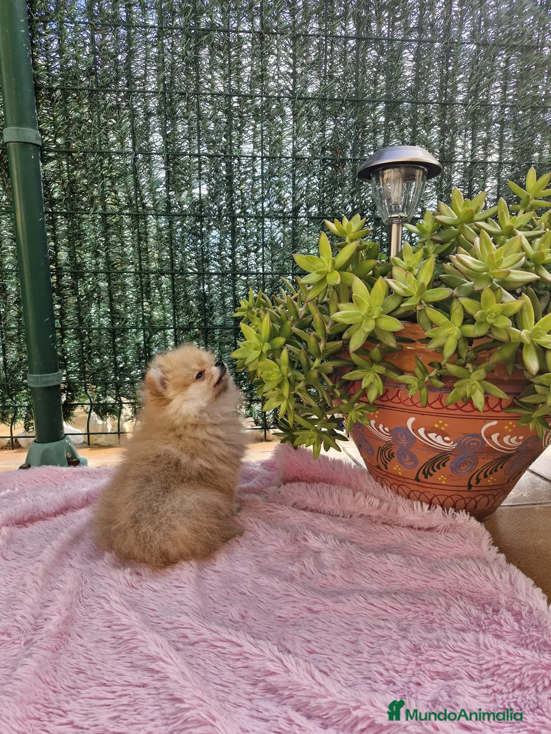 Pomerania perros en venta: Lulú de pomerania ositos en Barcelona - Anuncio 2