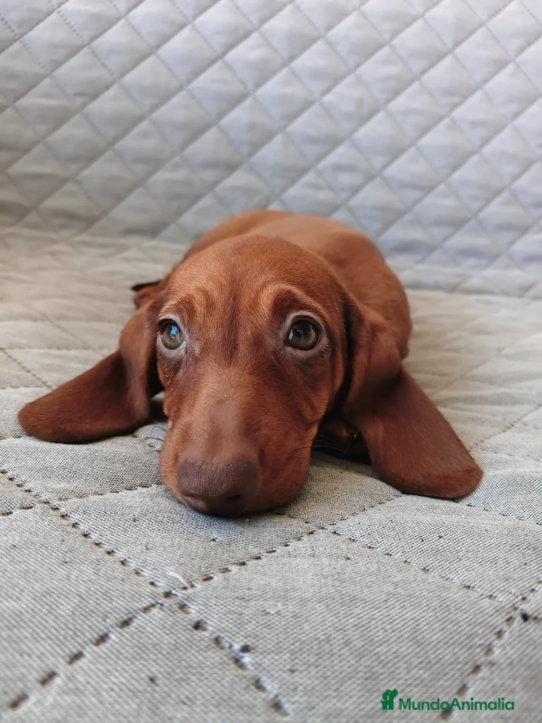 Teckel Miniatura perros en venta: TECKEL ROJA - Anuncio 5