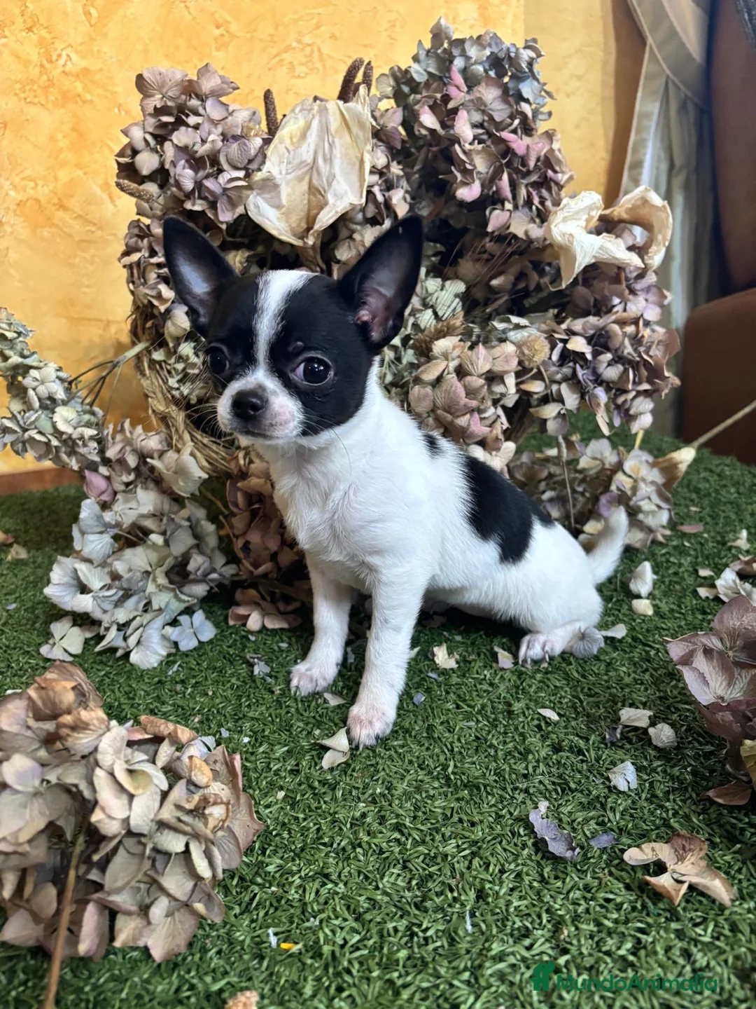 Chihuahua perros en venta: Chihuahua Mini Toy  - Anuncio 5