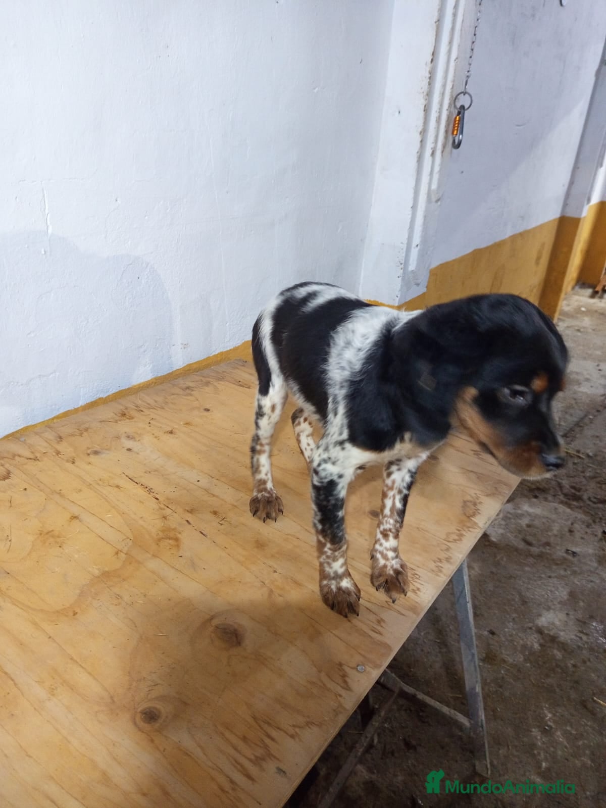 Épagneul Breton perros Excelentes cachorras spaniel bretón  - Anuncio 1