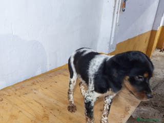 Épagneul Breton perros Excelentes cachorras spaniel bretón - Anuncio 5