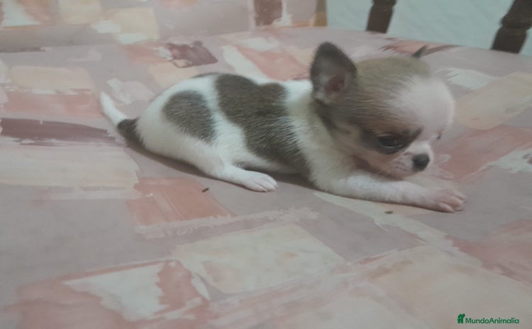Chihuahua perros - Anuncio 16