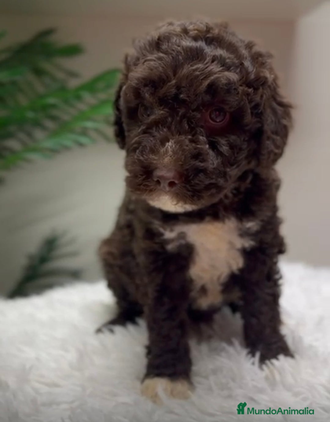 Perro de Agua Español perros en venta: PERRO DE AGUA HEMBRA - Anuncio 4