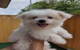Bichón Maltés perros en venta: Camada de bichón maltés - Imagen 23