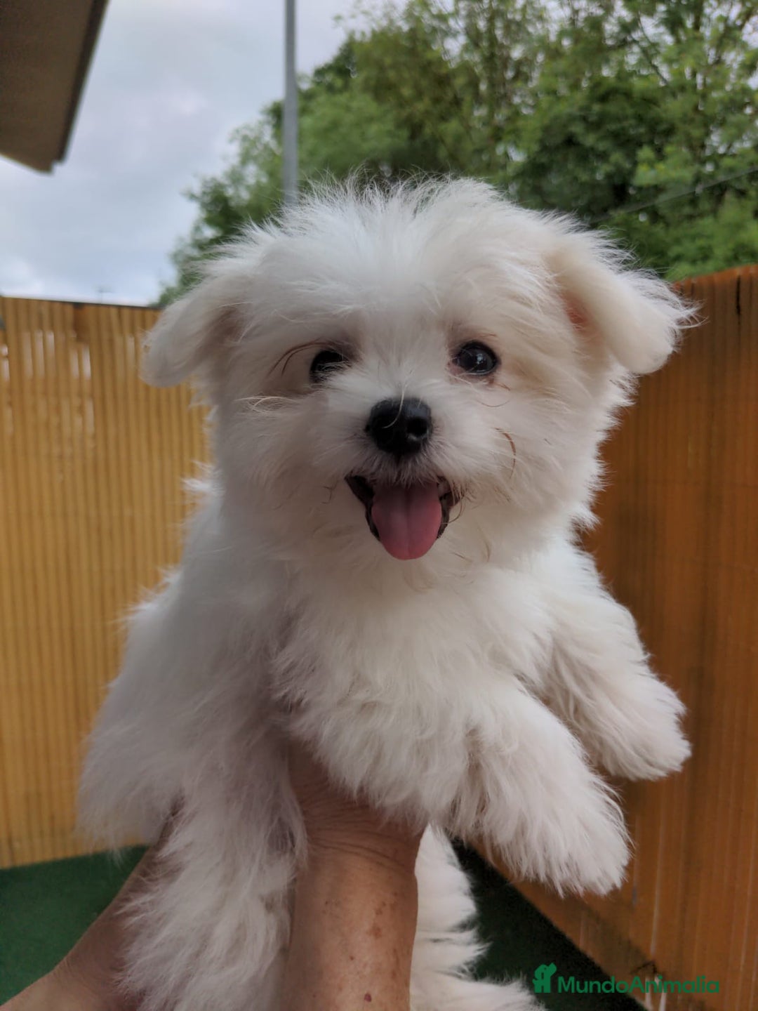 Bichón Maltés perros en venta: Camada de bichón maltés - Imagen 23