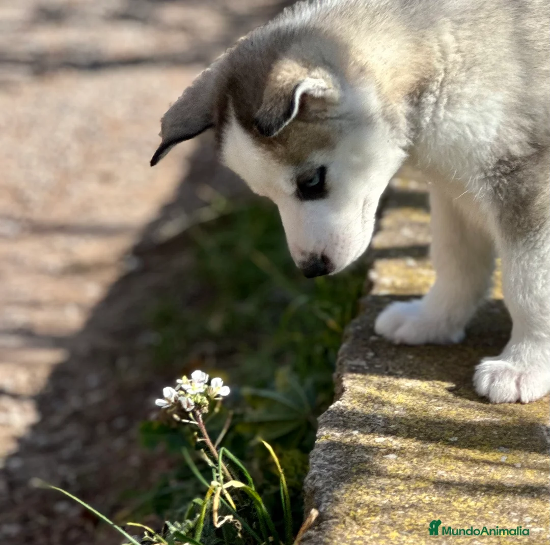 Husky Siberiano perros en venta: SIBERIAN HUSKY MACHO GRIS OPORTUNIDAD! en Barcelona - Anuncio 3