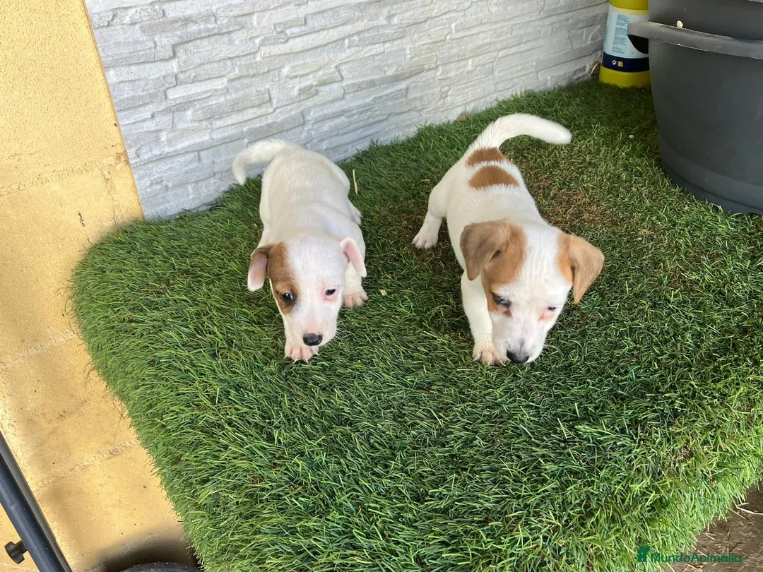 Jack Russell Terrier perros en venta: Jack Russell  - Anuncio 2