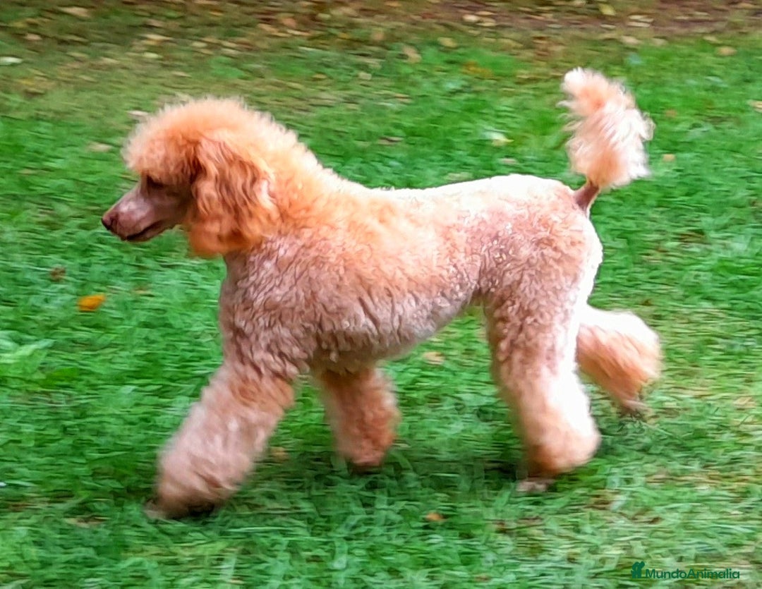 Caniche Enano perros en venta: Cachorros de Caniche Enano Leonado - Anuncio 2