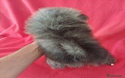 Pomerania perros en venta: Pomerania  - Imagen 3