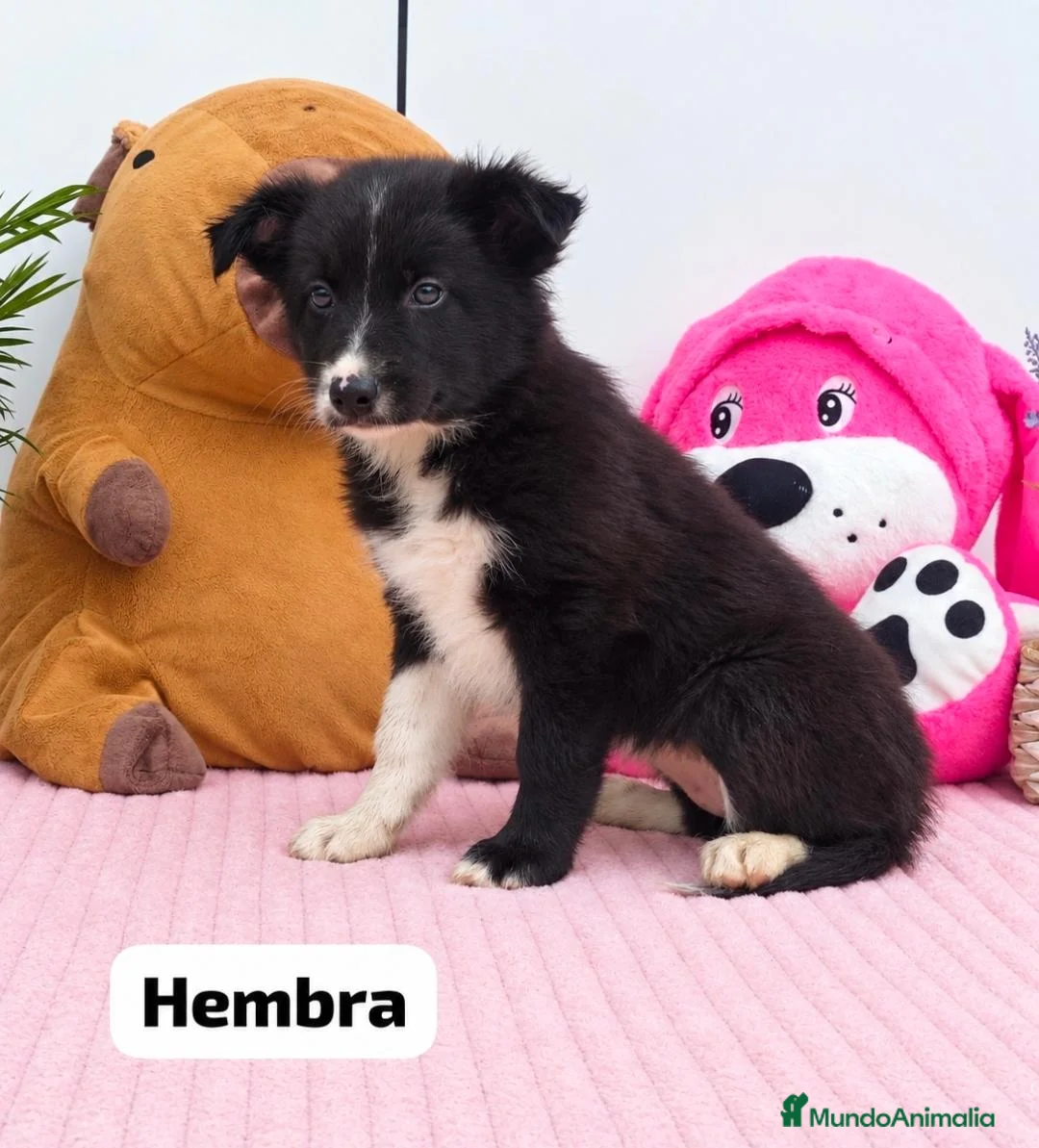 Border Collie perros en venta: Border collie listos para entregar  - Anuncio 7