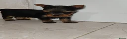 Yorkshire Terrier perros en venta: Yorkshire terrier Toy - Anuncio 9