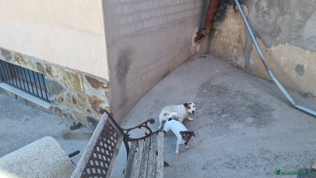 Jack Russell Terrier perros en venta: Jack Russell Terrier  - Anuncio 8