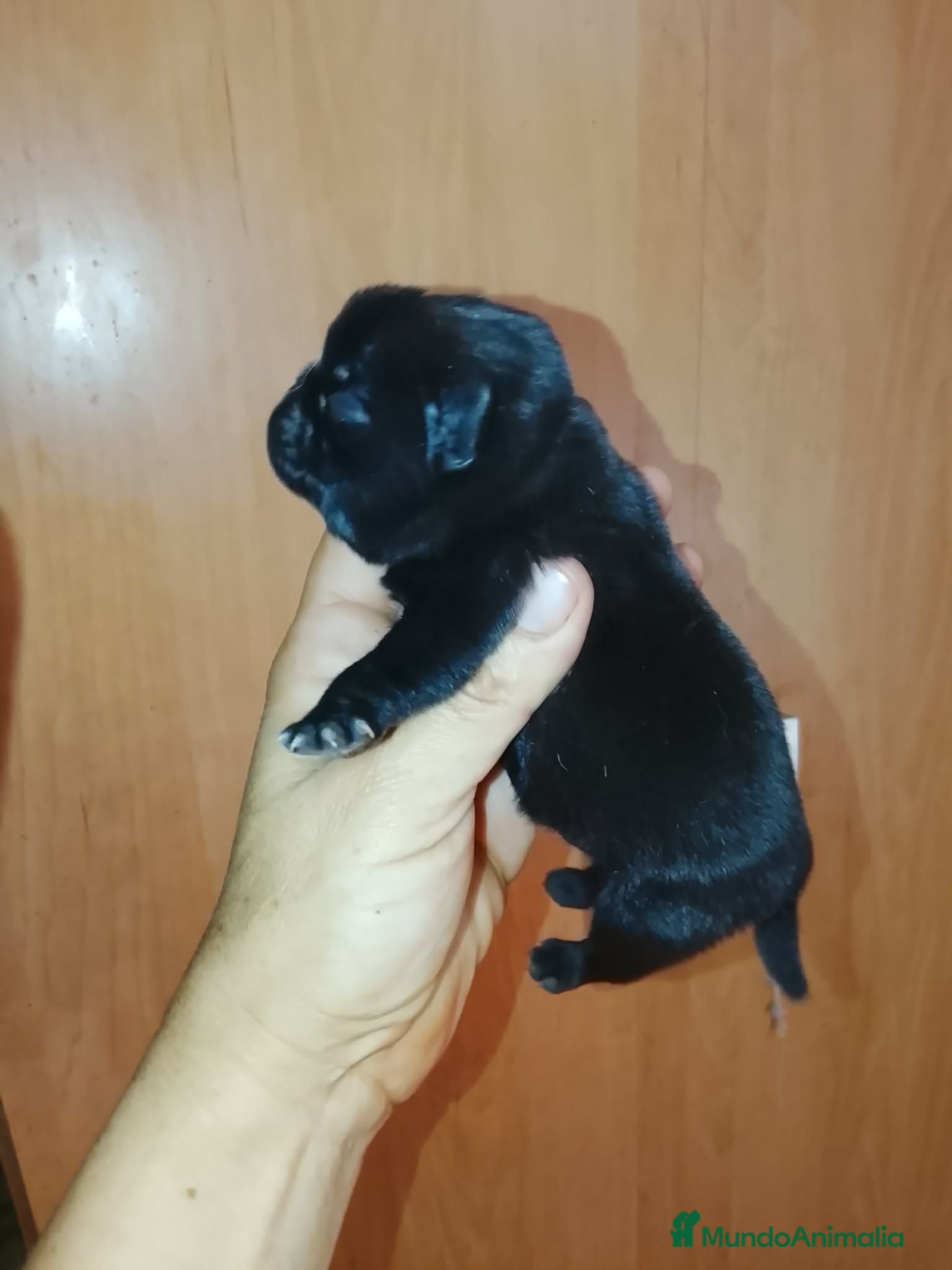 Carlino - Pug perros CARLINO NEGRO AZABACHE - Anuncio 2