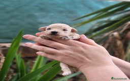 Caniche Toy perros en venta: Caniches toy toy - Imagen 3