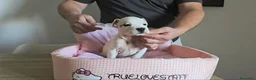 American Staffordshire-Terrier perros en venta: American Staffordshire Terrier  - Anuncio 5