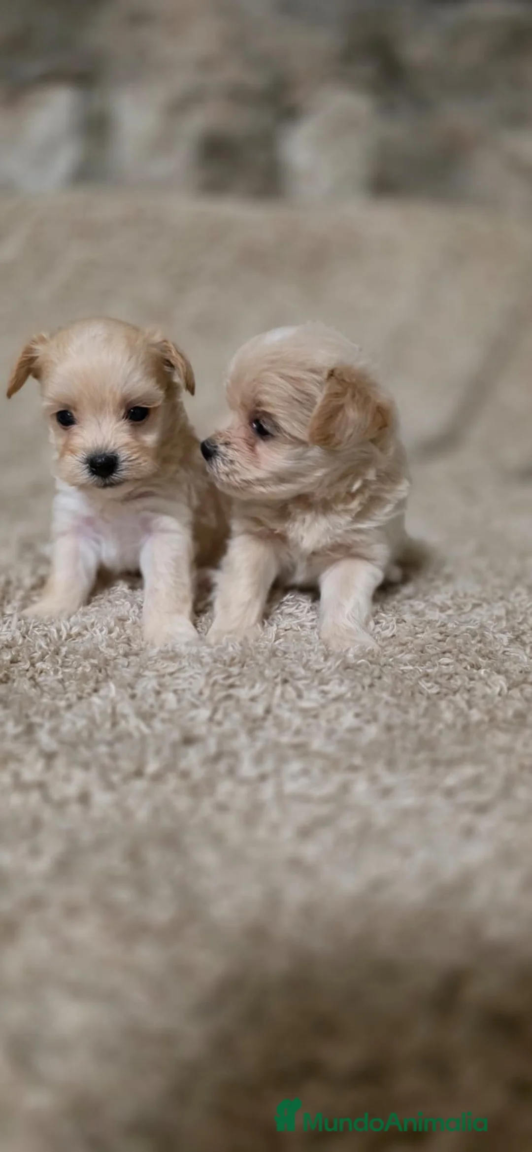 Maltipoo perros en venta: Maltipoo  mini toy apricot - Anuncio 2