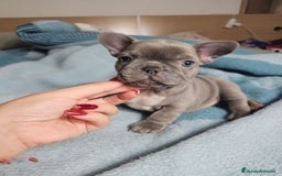 Bulldog Francés perros en venta: Bulldog francés lilac - Imagen 2
