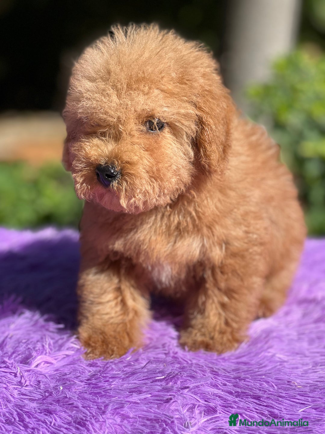 Maltipoo perros en venta: Maltipoo roja  - Imagen 5
