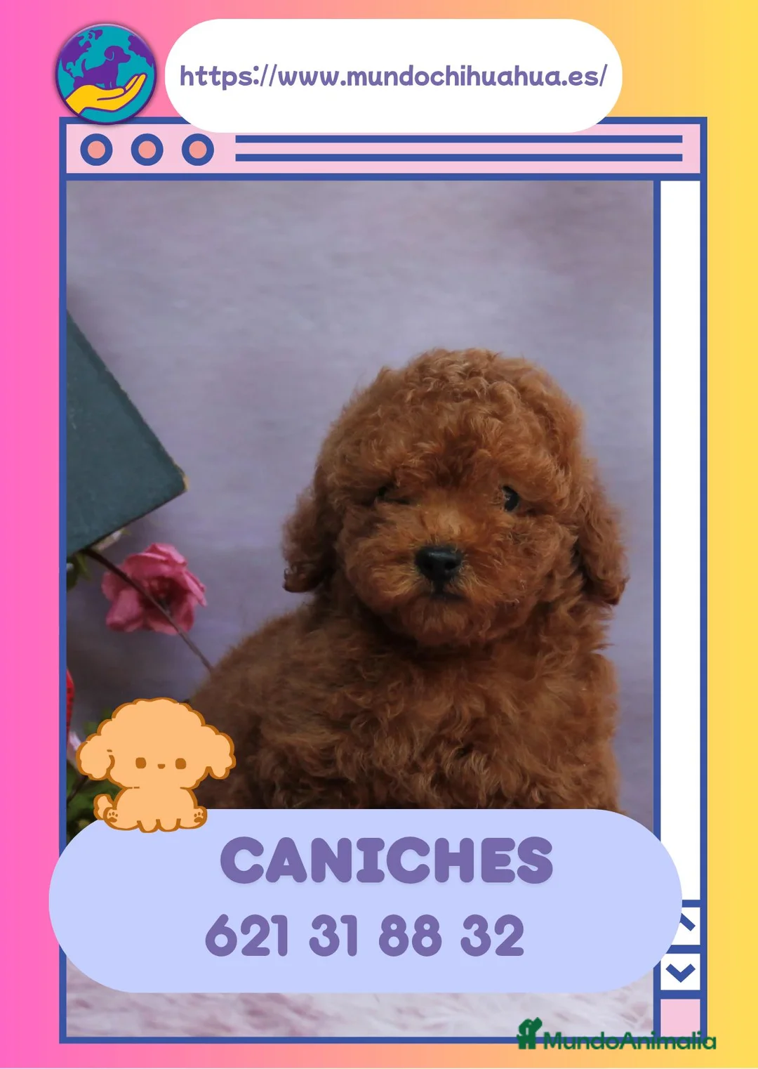 Caniche Enano perros en venta: Caniches enanos rojos y apricot - Anuncio 1