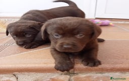 Labrador Retriever perros en venta: Labradores chocolates  - Imagen 2