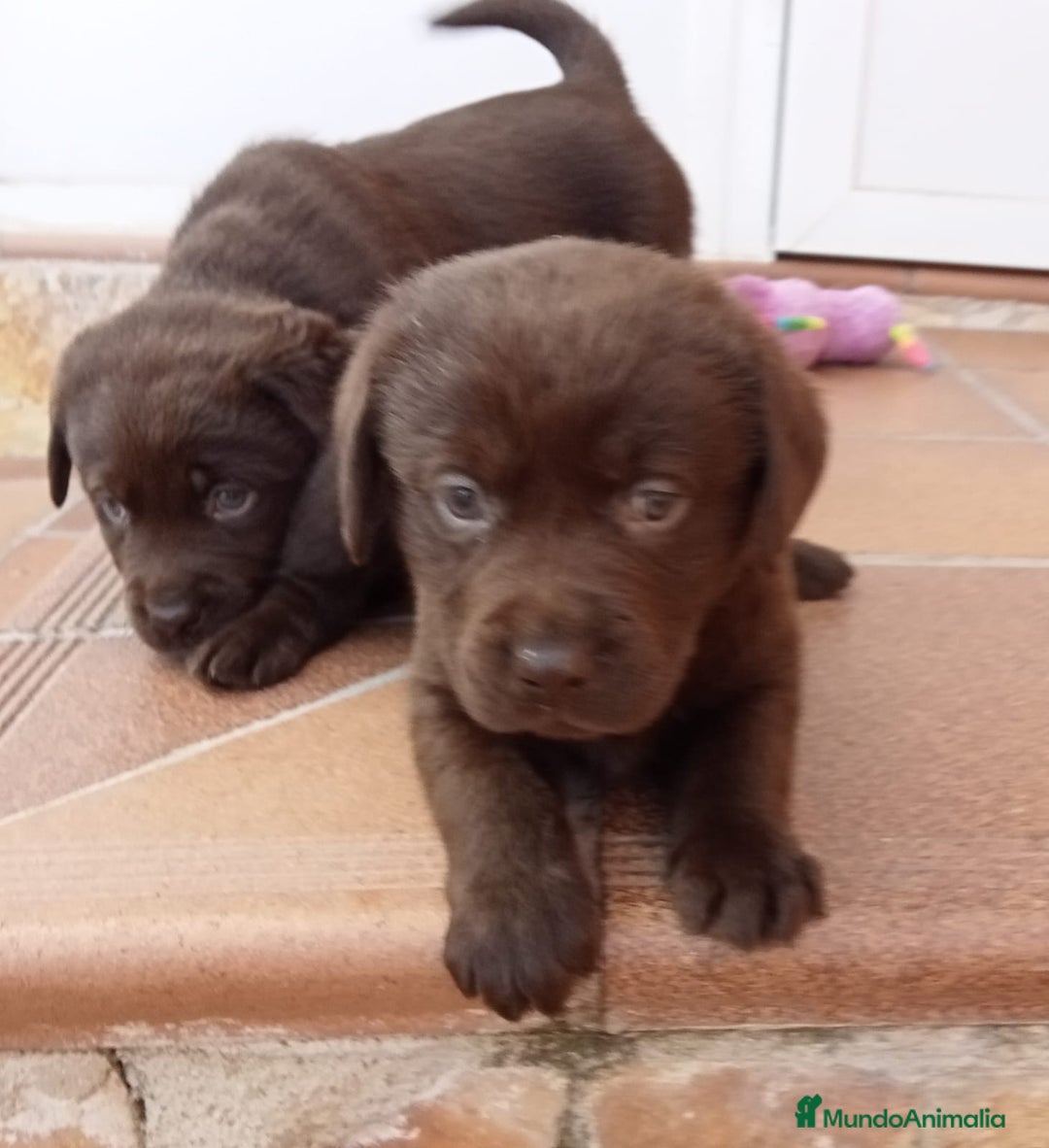 Labrador Retriever perros en venta: Labradores chocolates  - Imagen 2