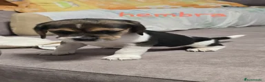 Beagle 4