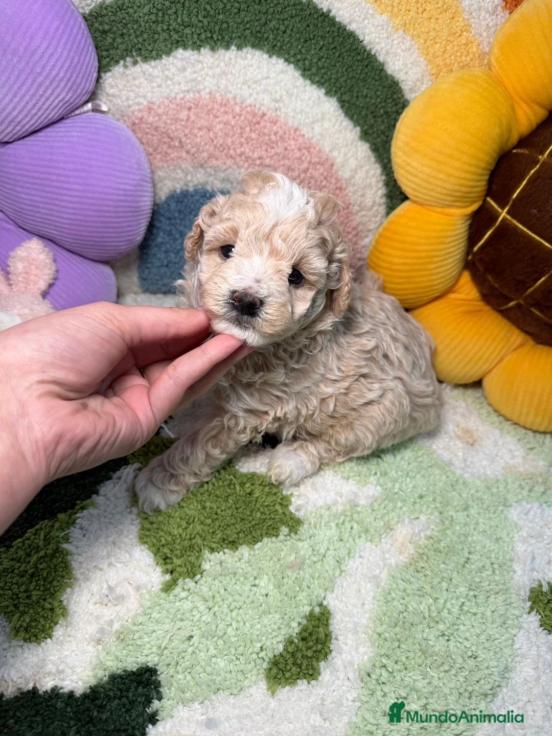 Maltipoo perros en venta: Maltipoo Mini Toy - Anuncio 2