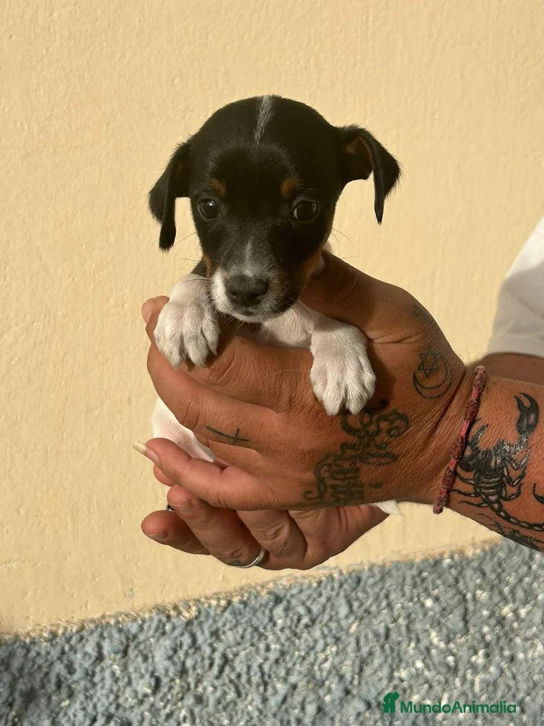 Ratonero Bodeguero Andaluz perros en venta: Bodegueros  - Anuncio 1