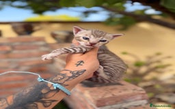 Bengalí gatos en venta: Gatitos Bengali snow  - Imagen 7