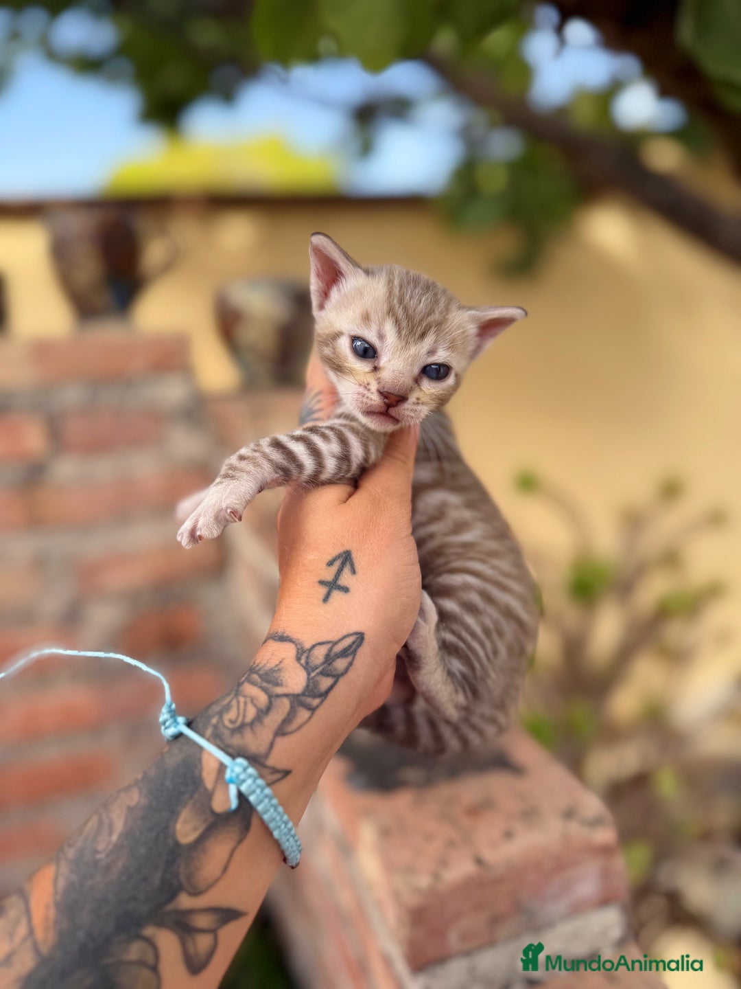 Bengalí gatos en venta: Gatitos Bengali snow  - Imagen 7