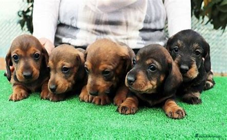 Teckel Miniatura perros - Anuncio 2