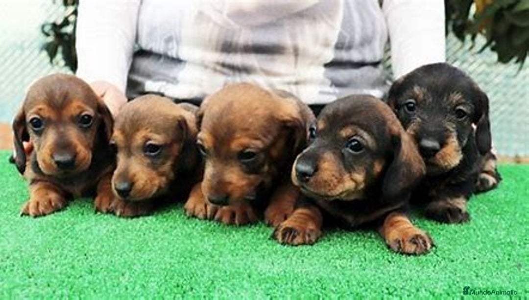 Teckel Miniatura perros en venta: Cachorro teckel disponible  - Imagen 1
